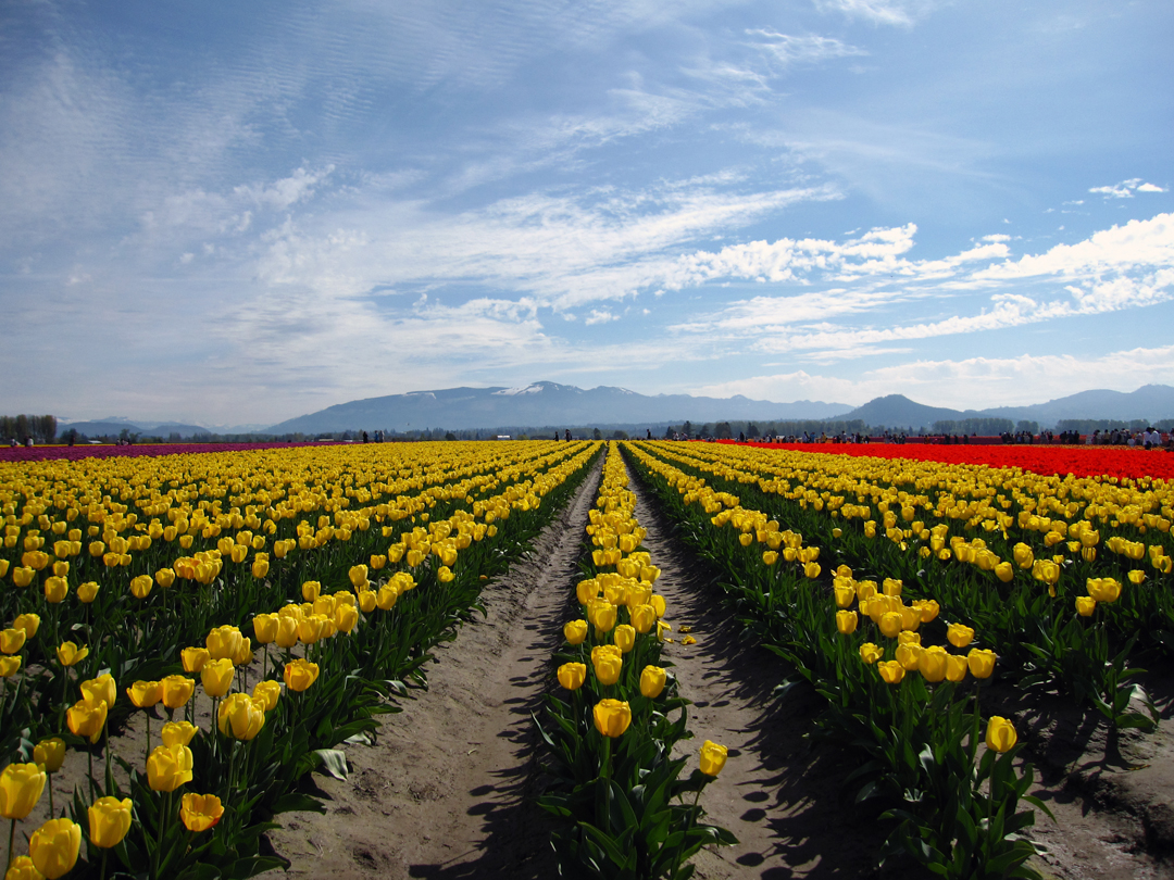 Roozengaarde Tulip Fields